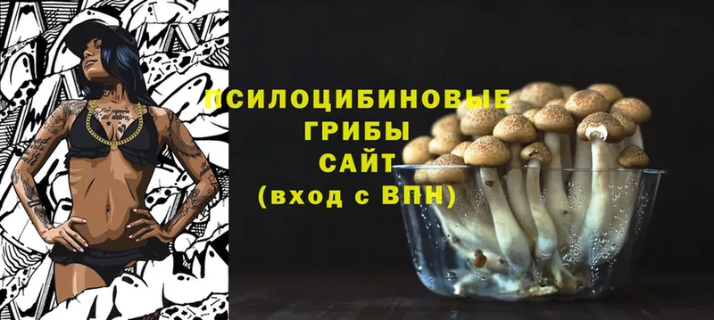 купить наркотики сайты  Всеволожск  Псилоцибиновые грибы Cubensis 